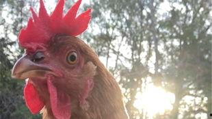 吃鸡宠物爆料大全最新版,最新版宠物技能揭秘与养成攻略